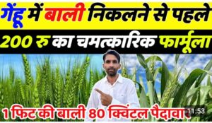 गेहूँ की खेती: 80 क्विंटल पैदावार के लिए अपनाएं यह चमत्कारी फॉर्मूला