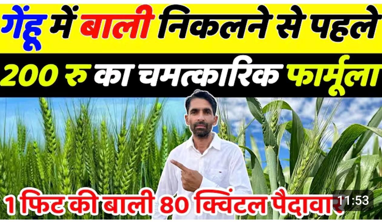 गेहूँ की खेती